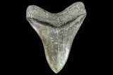 Serrated, Fossil Megalodon Tooth - Georgia #104559-2